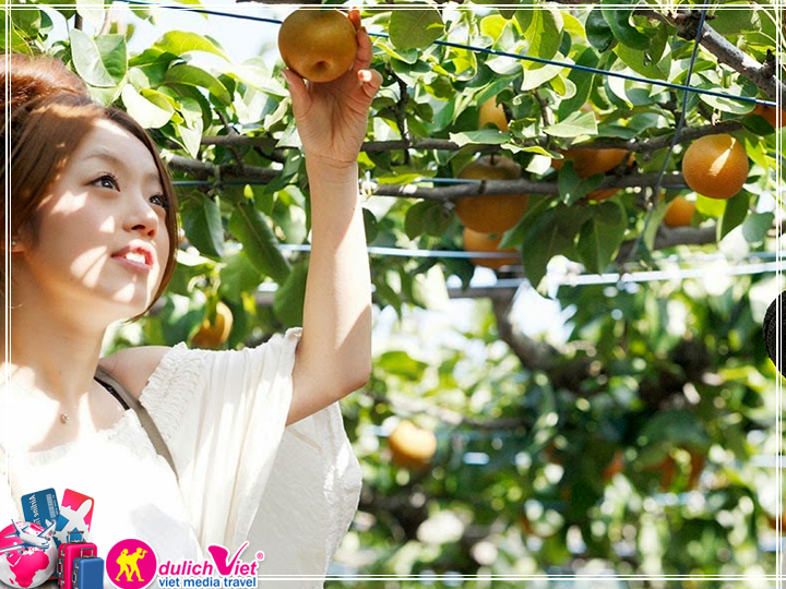 Du lịch Nhật Bản 4 ngày 3 đêm ngắm hoa chi anh giá tốt 2025
